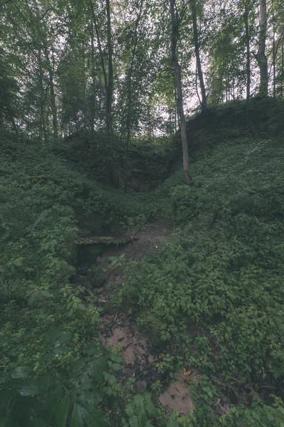 Schilderachtig Uitzicht Bos Met Groene Bomen Zomer — Stockfoto