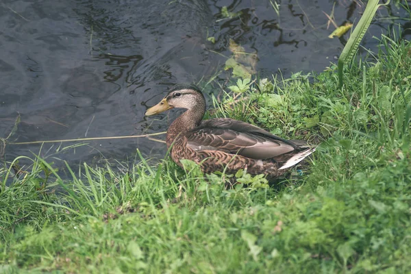 Malowniczy Widok Dzikich Kaczek Naturalnym Środowisku — Zdjęcie stockowe