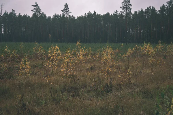 Podzimní Lesní Krajina Barevnými Stromy Mlhavé Počasí — Stock fotografie