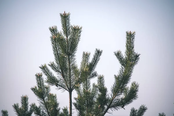 Закрыть Представление Ветвей Зеленого Дерева Качестве Фона — стоковое фото