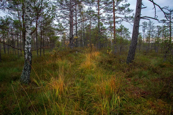 Живописный Вид Деревья Осеннем Лесу — стоковое фото