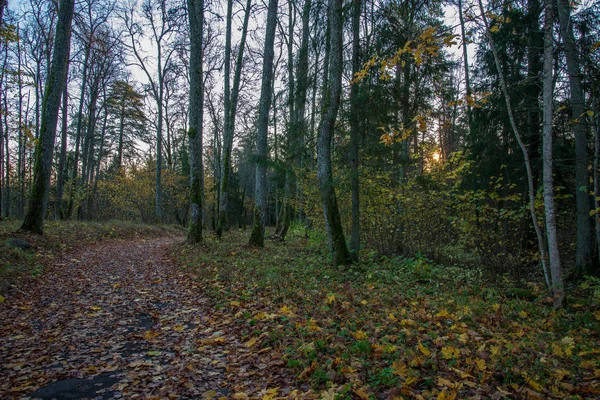 Vista Panoramica Del Paesaggio Forestale Autunnale — Foto Stock