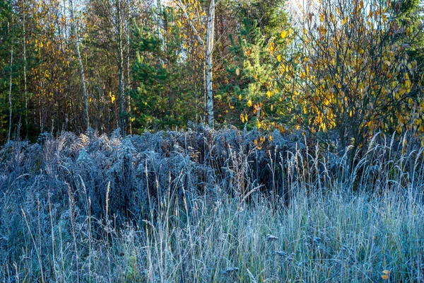 Vista Panoramica Della Bellissima Foresta Autunnale — Foto Stock