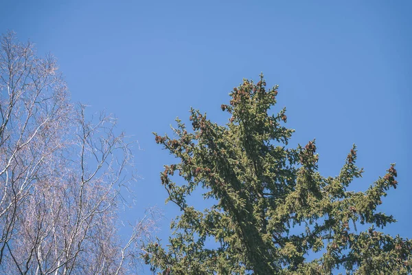 Close Van Takken Herfst Bos — Stockfoto