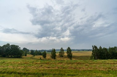 yaz çayır ağacı doğal görünümü