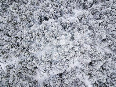 kışın karlı ağaçları ile orman alanının havadan görünümü