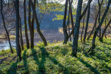 güzel sonbahar orman manzaralı görünüm
