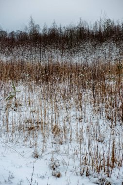 kış orman güzel doğal görünümü