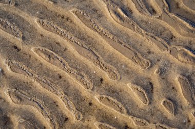 Baltık Denizi, sahilde kum doku