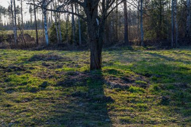 yaz çayır ağacı doğal görünümü