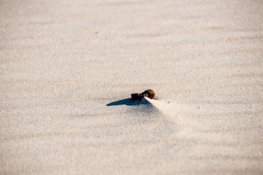 Baltık Denizi, sahilde kum doku
