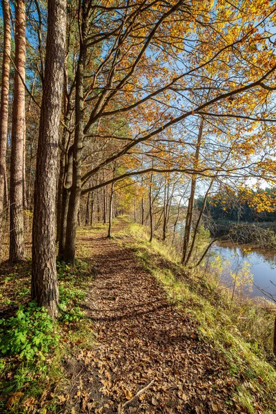 Scenic View Beautiful Autumn Forest — Stock Photo, Image