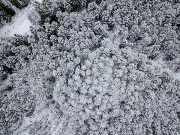 Vista Aérea Área Florestal Inverno Com Árvores Nevadas — Fotografia de Stock