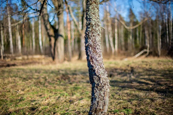 Malerischer Blick Auf Den Baum Auf Der Wiese Sommer — Stockfoto