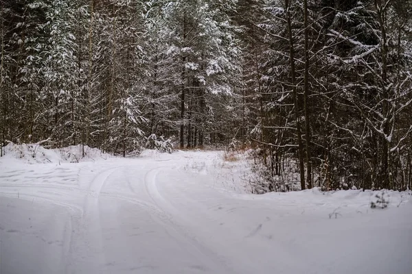 Πανέμορφη Γραφική Θέα Του Δάσους Του Χειμώνα — Φωτογραφία Αρχείου
