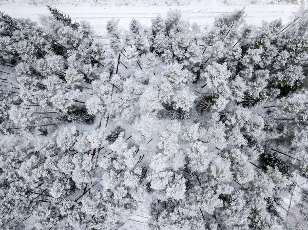 Luftaufnahme Von Waldgebiet Winter Mit Schneebedeckten Bäumen — Stockfoto