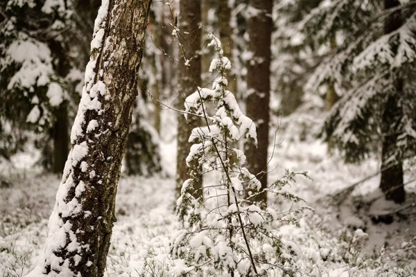 Bella Vista Panoramica Della Foresta Invernale — Foto Stock