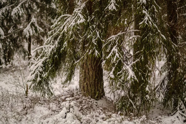 Bella Vista Panoramica Della Foresta Invernale — Foto Stock