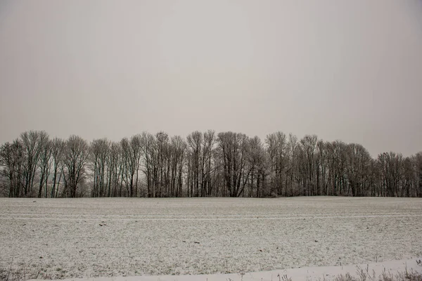 Vacker Vacker Utsikt Över Vintern Skog — Stockfoto