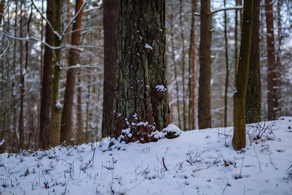 Красивый Живописный Вид Зимний Лес — стоковое фото