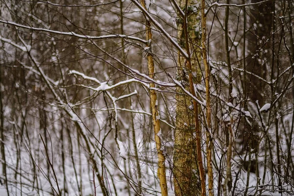 Belle Vue Panoramique Sur Forêt Hiver — Photo