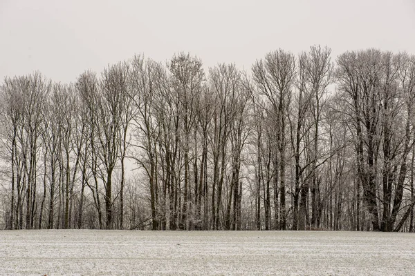 Bela Vista Panorâmica Floresta Inverno — Fotografia de Stock