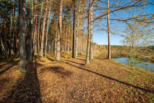 Vacker Utsikt Över Vackra Hösten Skogen — Stockfoto