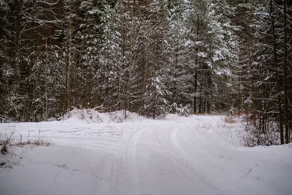 Mooie Schilderachtige Uitzicht Winter Bos — Stockfoto