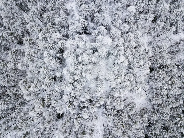 Letecký Pohled Lesní Plochy Zimě Zasněžené Stromy — Stock fotografie