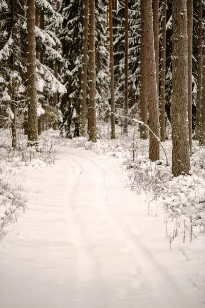 Kış Orman Güzel Doğal Görünümü — Stok fotoğraf