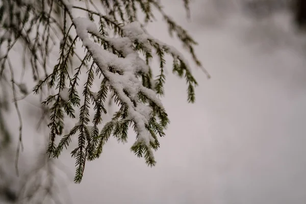 Красивий Мальовничий Вид Зимовий Ліс — стокове фото