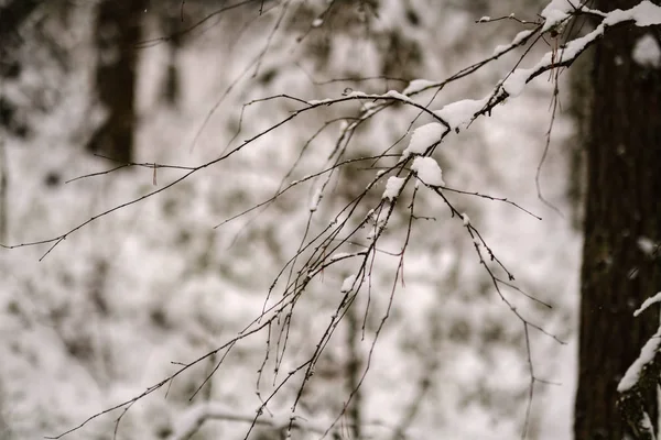 Vacker Vacker Utsikt Över Vintern Skog — Stockfoto