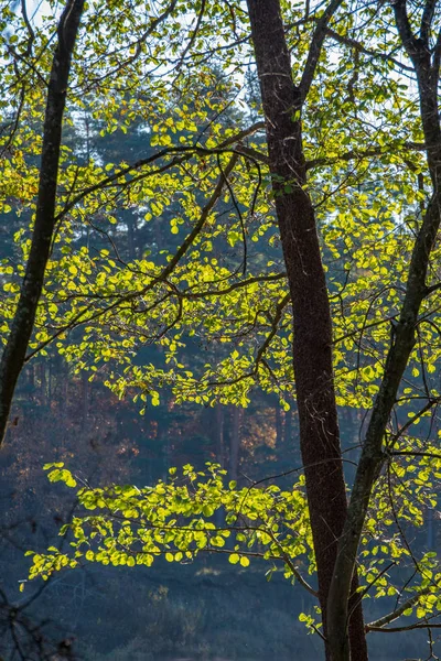 Vista Panoramica Della Bellissima Foresta Autunnale — Foto Stock