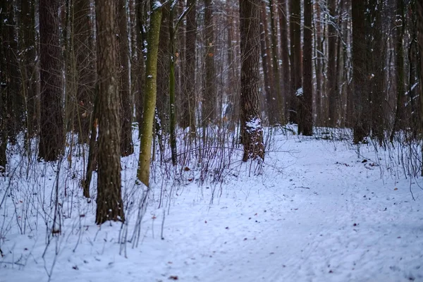 Vacker Vacker Utsikt Över Vintern Skog — Stockfoto