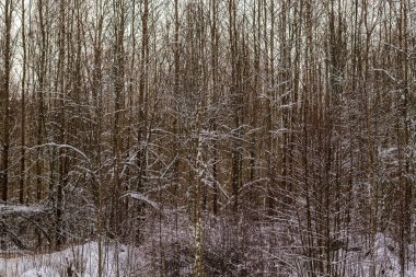 kış orman güzel doğal görünümü