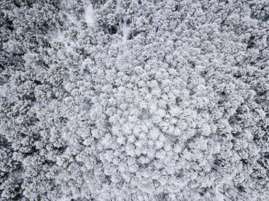 kışın karlı ağaçları ile orman alanının havadan görünümü