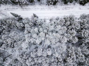 kışın karlı ağaçları ile orman alanının havadan görünümü