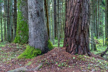 yaz çayır ağacı doğal görünümü