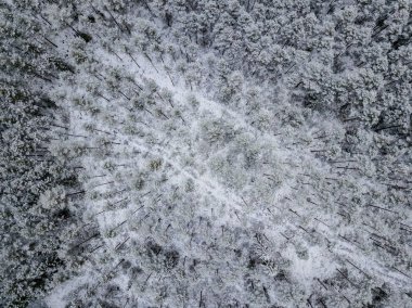 kışın karlı ağaçları ile orman alanının havadan görünümü