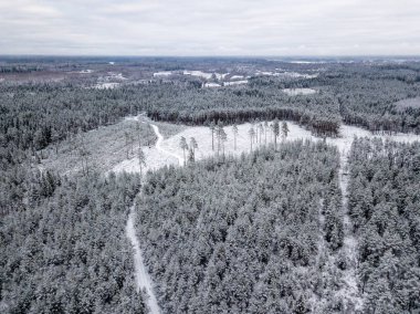 kışın karlı ağaçları ile orman alanının havadan görünümü