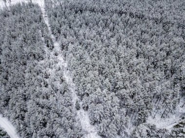 kışın karlı ağaçları ile orman alanının havadan görünümü