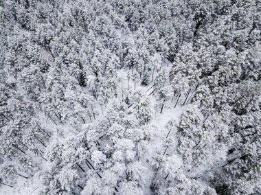 kışın karlı ağaçları ile orman alanının havadan görünümü