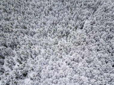 kışın karlı ağaçları ile orman alanının havadan görünümü