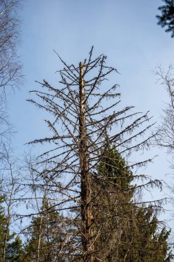 yaz çayır ağacı doğal görünümü