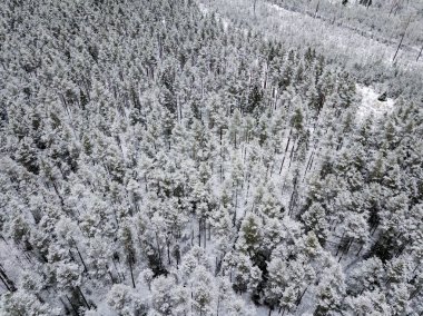 kışın karlı ağaçları ile orman alanının havadan görünümü