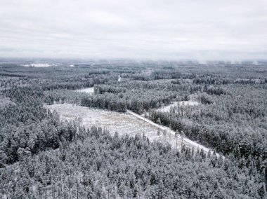 kışın karlı ağaçları ile orman alanının havadan görünümü