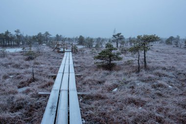 Bataklığı, Letonya'karlı Trail doğal görünümü 