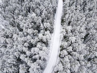 kışın karlı ağaçları ile orman alanının havadan görünümü
