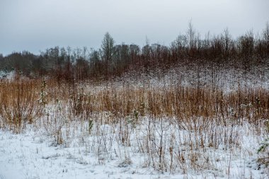 kış orman güzel doğal görünümü