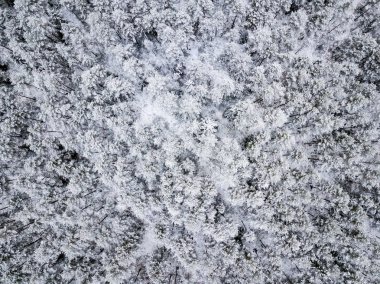 kışın karlı ağaçları ile orman alanının havadan görünümü